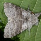 Buchen-Streckfuss oder Pale Tussock (Calliteara pudibunda)