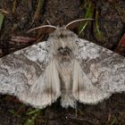 Buchen-Streckfuss oder Pale Tussock (Calliteara pudibunda)