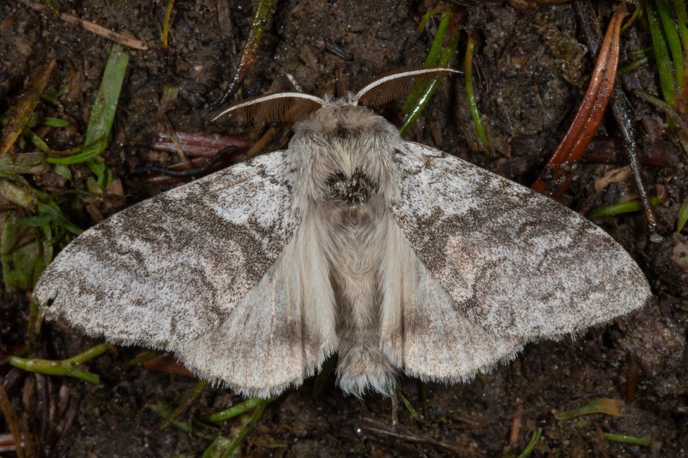 Buchen-Streckfuss oder Pale Tussock (Calliteara pudibunda)