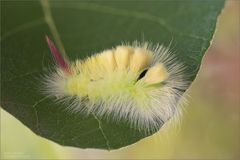 Buchen-Streckfuss Raupe