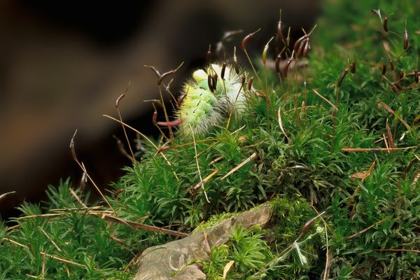 Buchen-Streckfuss Raupe