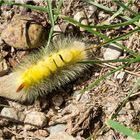 Buchen-Streckfuss Rotschwanz.(Calliteara pudibunda)