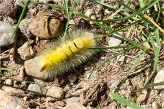 Buchen-Streckfuss Rotschwanz.(Calliteara pudibunda)