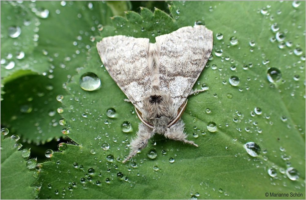 ...Buchen-Streckfuß...Calliteara pudibunda... Foto & Bild | makro ...