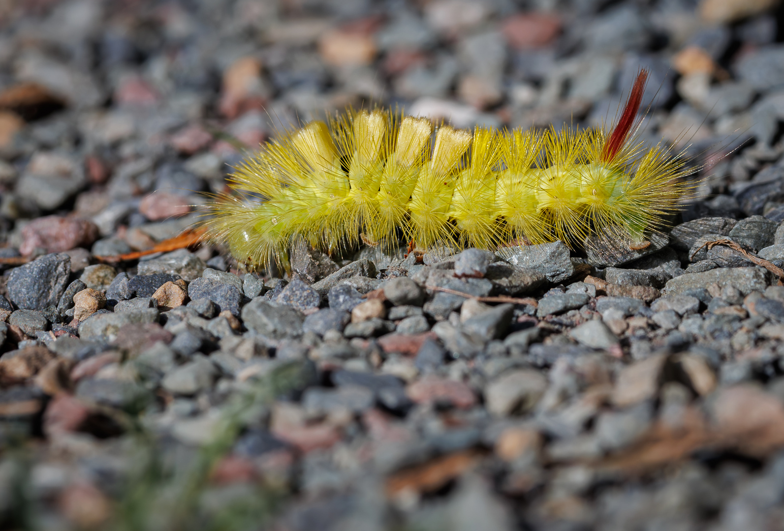 Buchen-Streckfußraupe on Tour (Calliteara pudibunda)