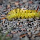 Buchen-Streckfußraupe on Tour (Calliteara pudibunda)