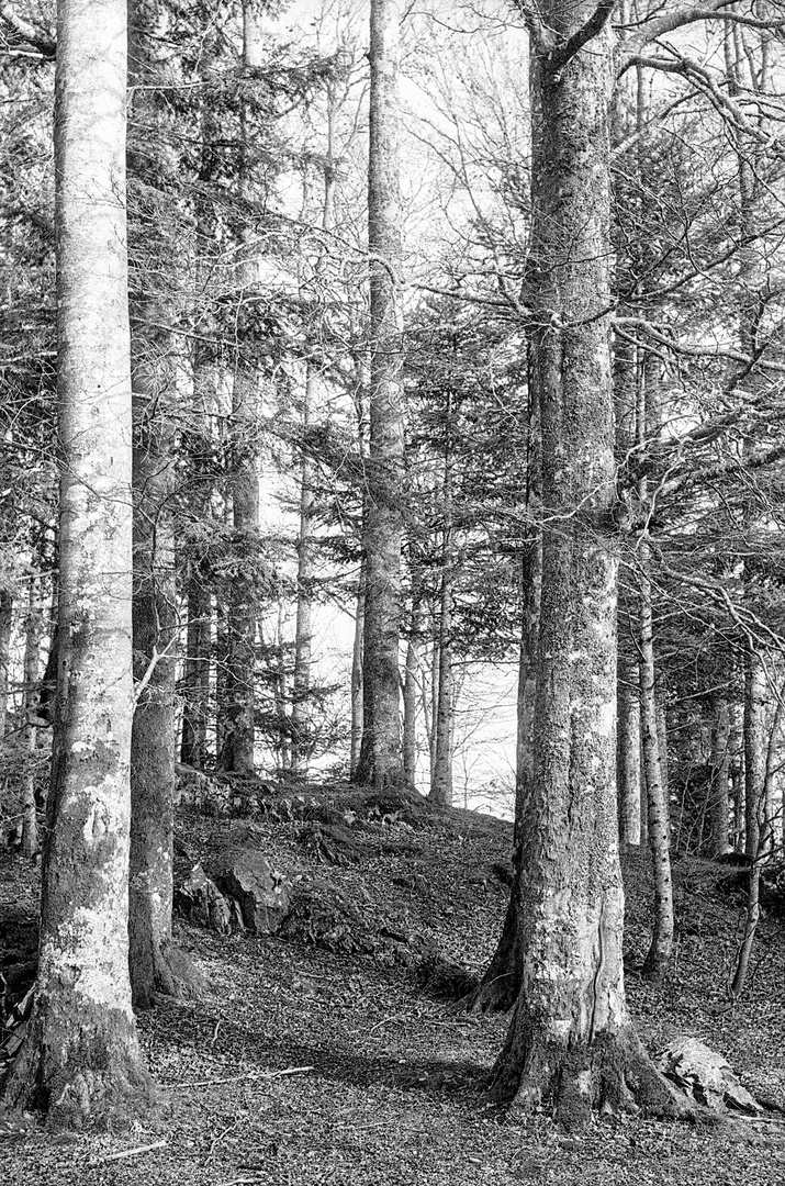 Buchen-Tannen-Bergmischwald