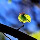 Buchen-Trieb im Gegenlicht