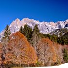 Buchen vor dem Hochseiler