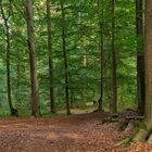 Buchen-Wald