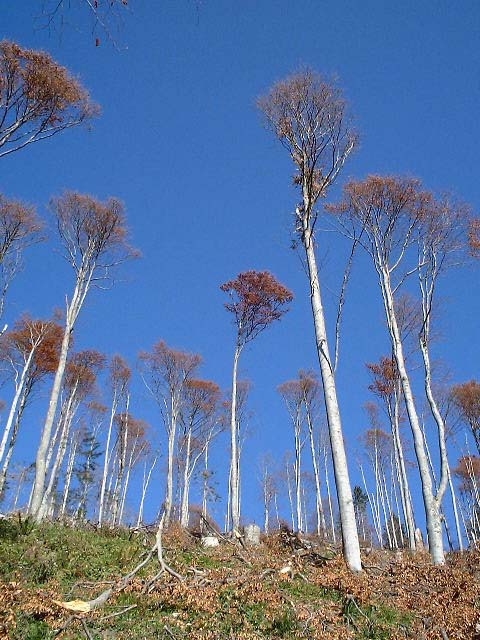 Buchen Wald