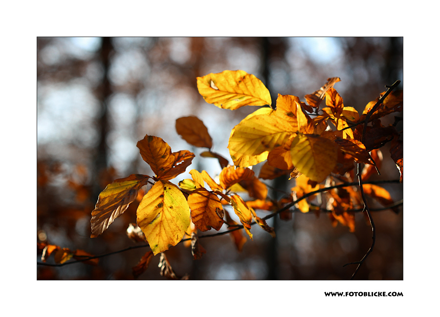 Buchen Wald