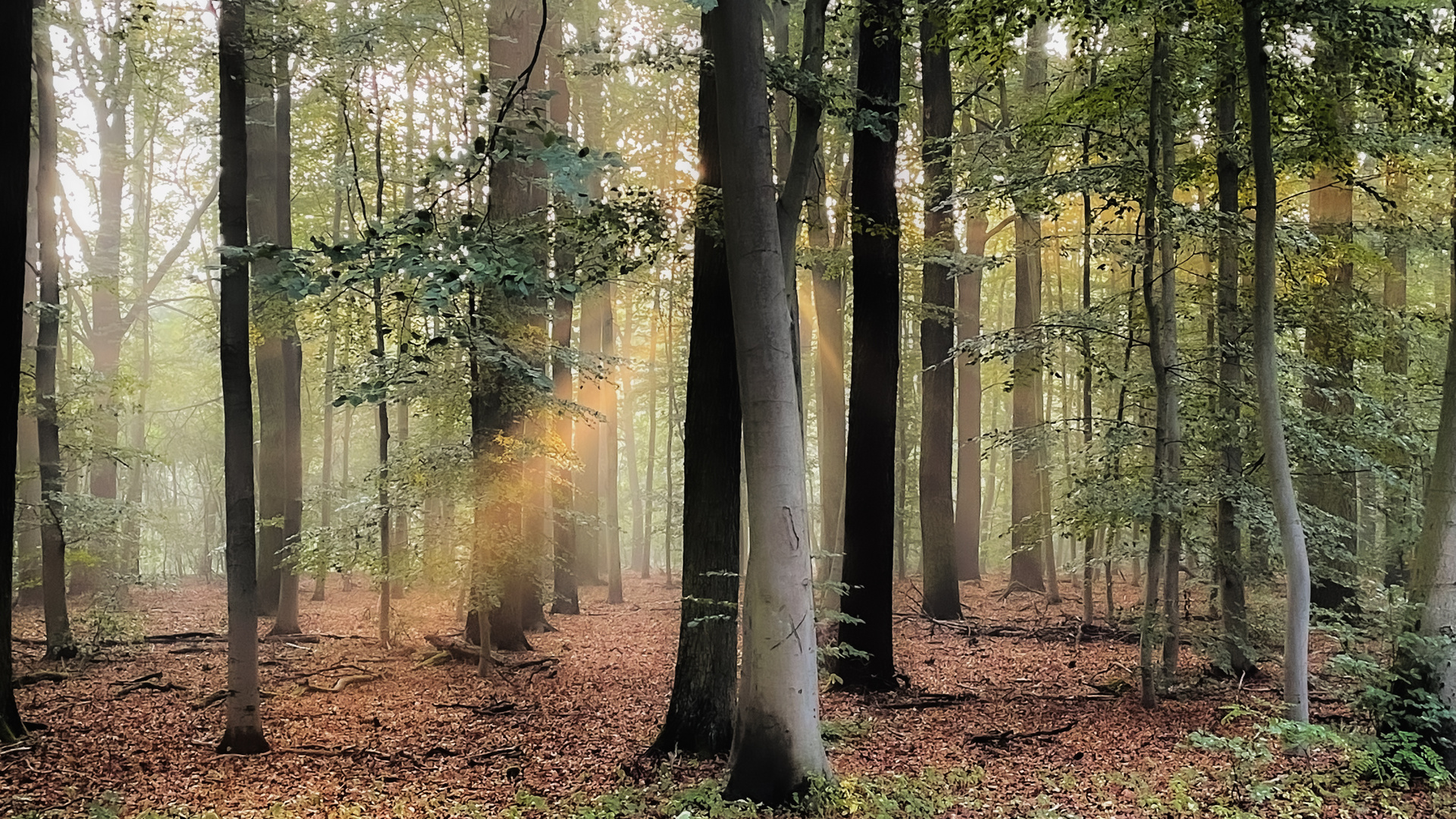 Buchen Wald im Morgendunst