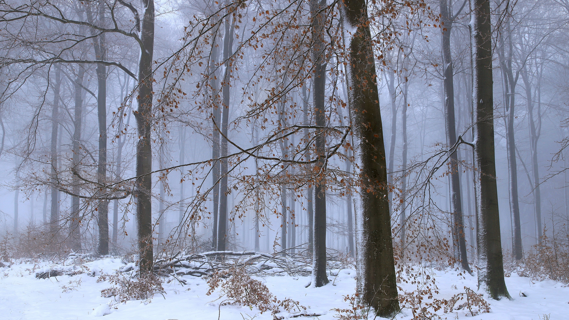 Buchen-Winterwald auf dem Lattenberg im Naturpark Arnsberger Wald