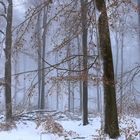 Buchen-Winterwald auf dem Lattenberg im Naturpark Arnsberger Wald