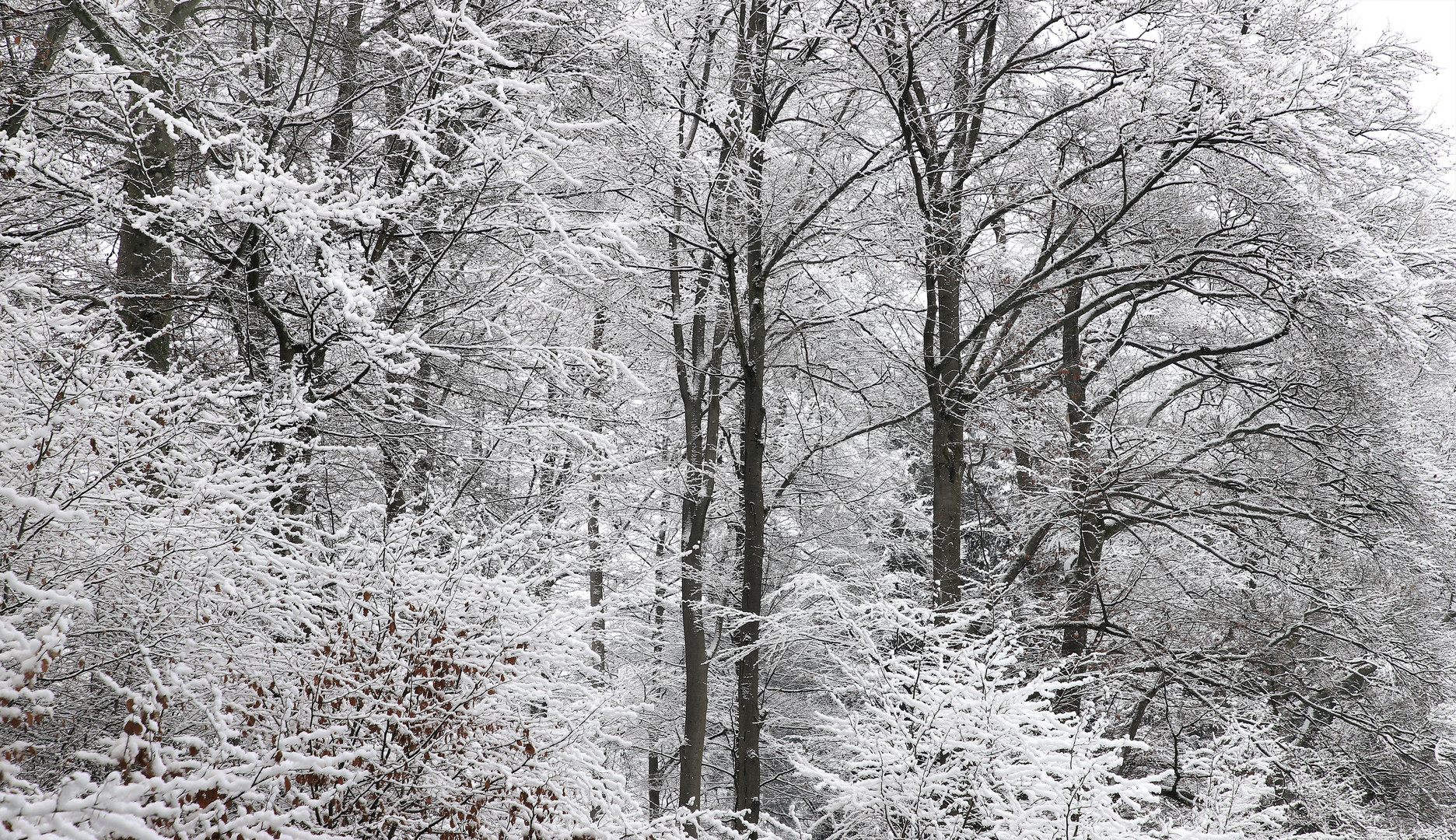 Buchen-Winterwald im Naturpark Sauerland-Rothaargebirge