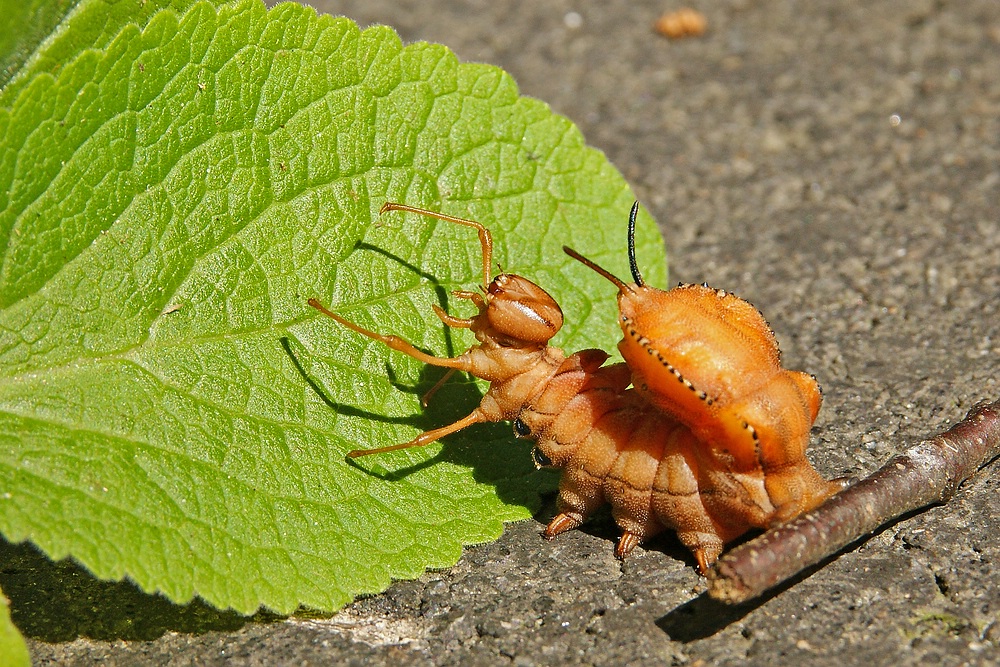 Buchen-Zahnspinner