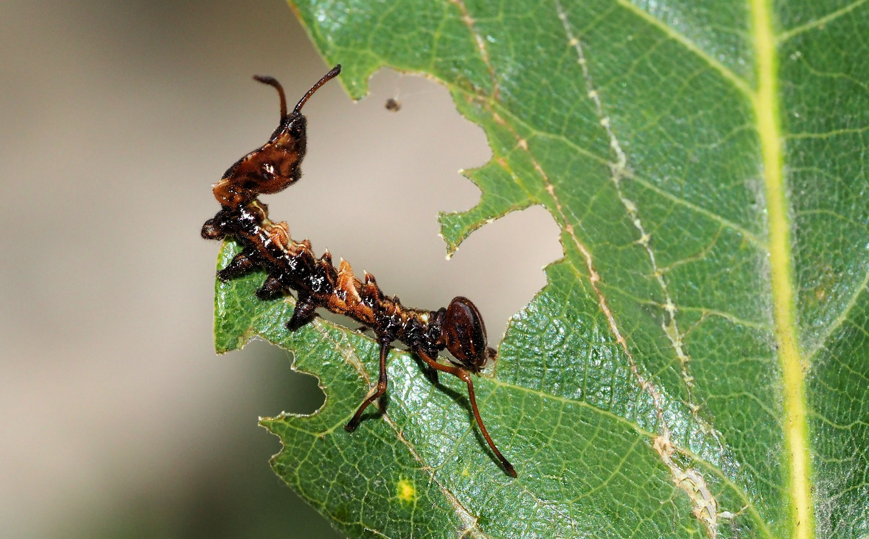 Buchen-Zahnspinner