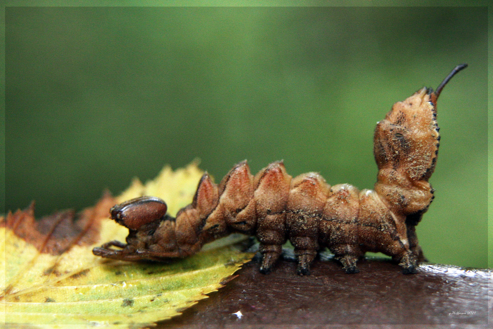 Buchen-Zahnspinner Larve