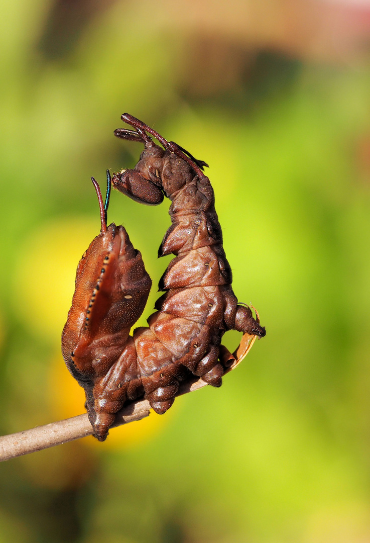 Buchen Zahnspinner ...Raupe