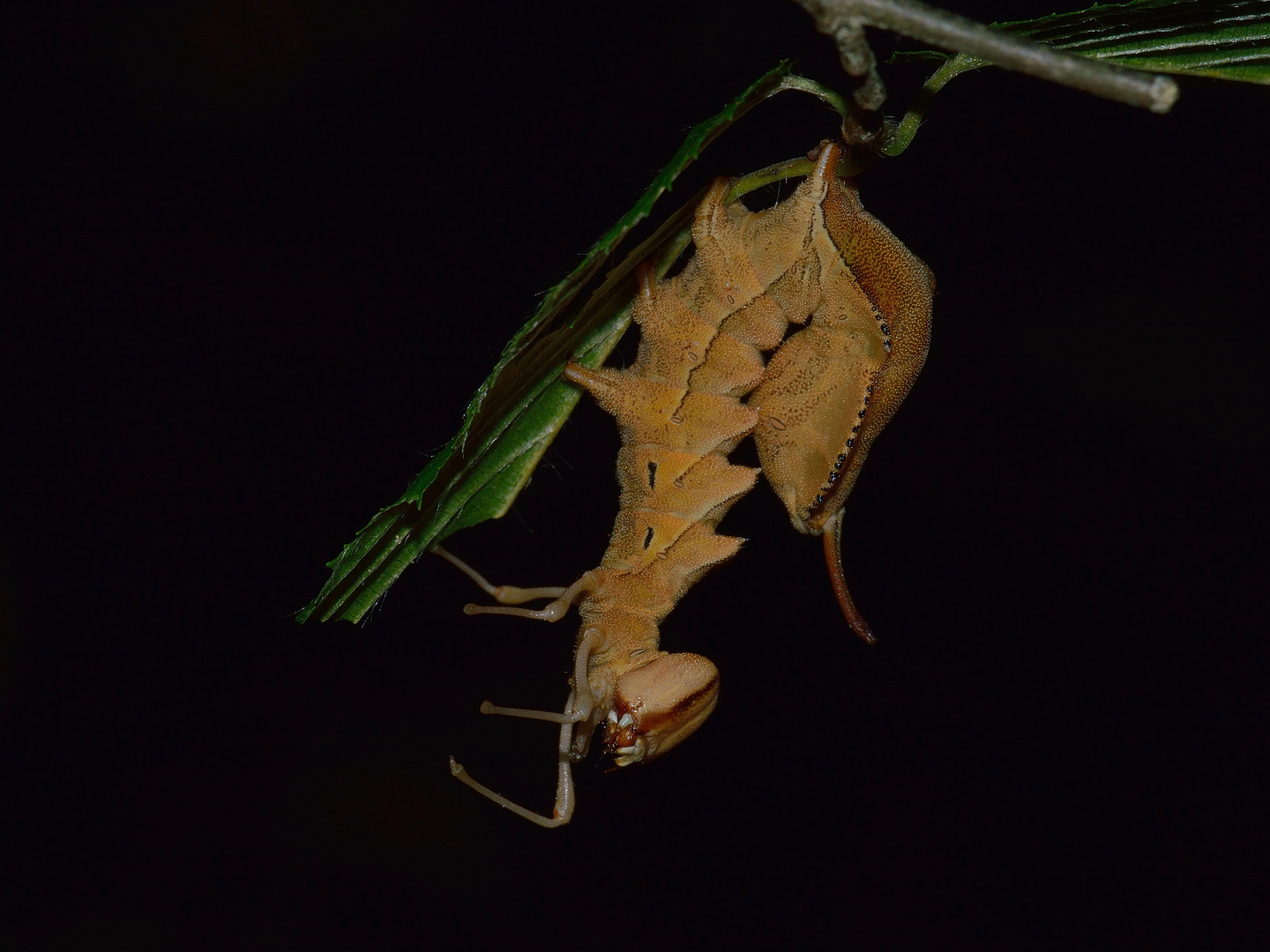 Buchen-Zahnspinner, Stauropus fagi