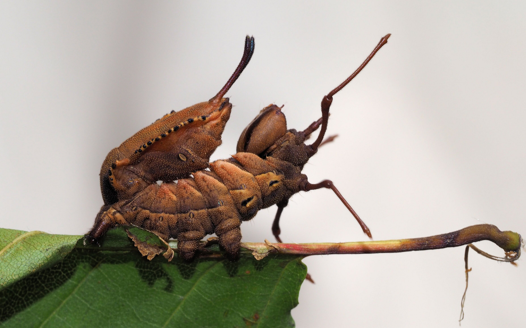 Buchen-Zahnspinner (Stauropus fagi)