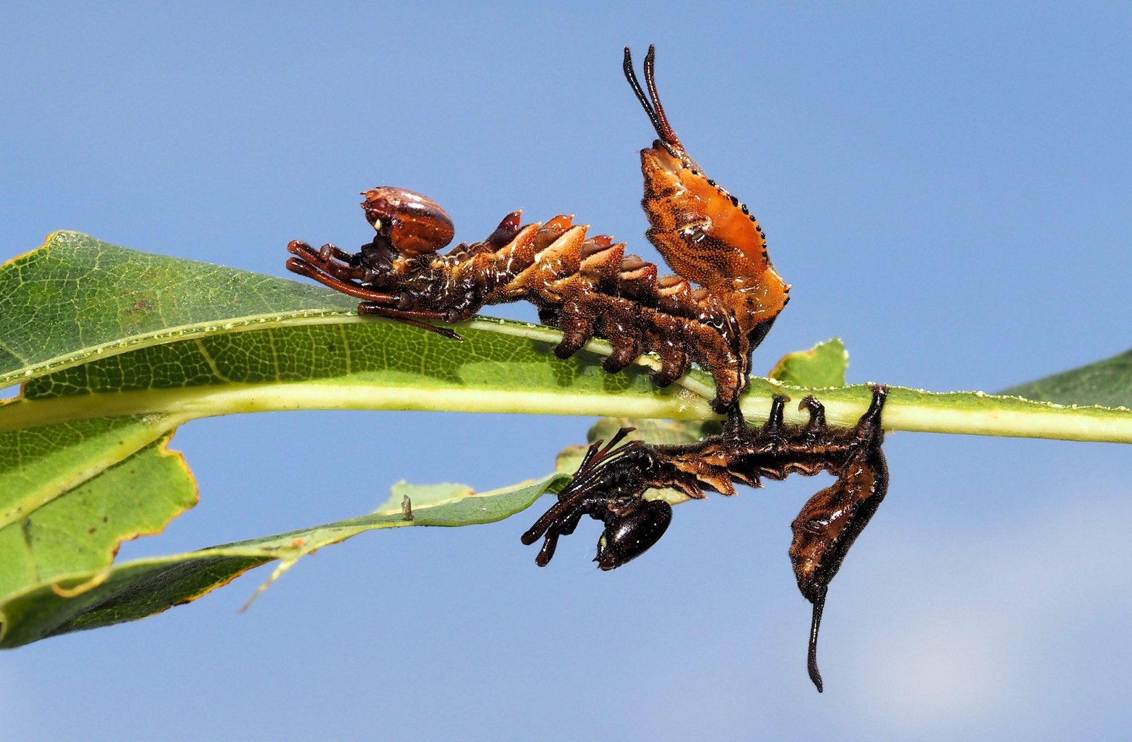 Buchen-Zahnspinner (Stauropus fagi)