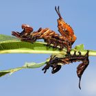 Buchen-Zahnspinner (Stauropus fagi)