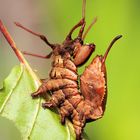 Buchen-Zahnspinner (Stauropus fagi) erwachsene Raupe....