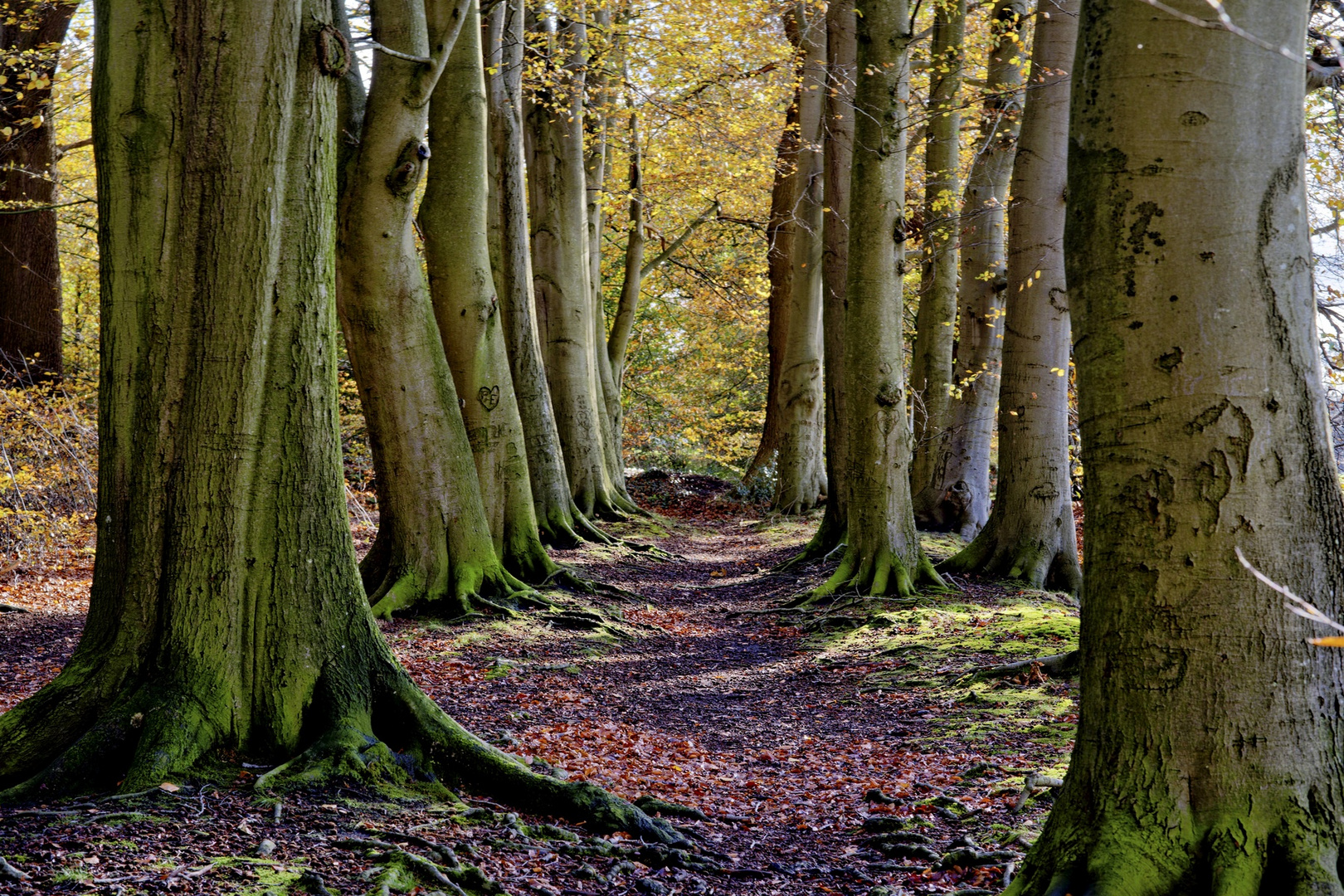 Buchenallee im Herbst...