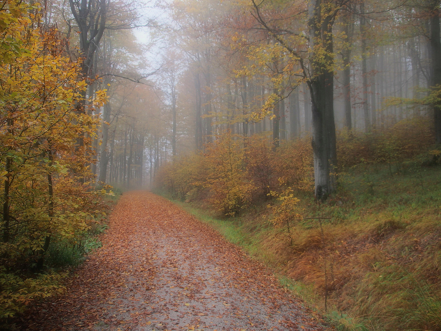 Buchenallee im Nebel