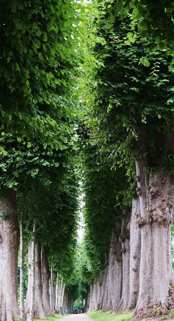 Buchenallee im Schloßpark in Glücksburg