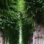 Buchenallee im Schloßpark in Glücksburg