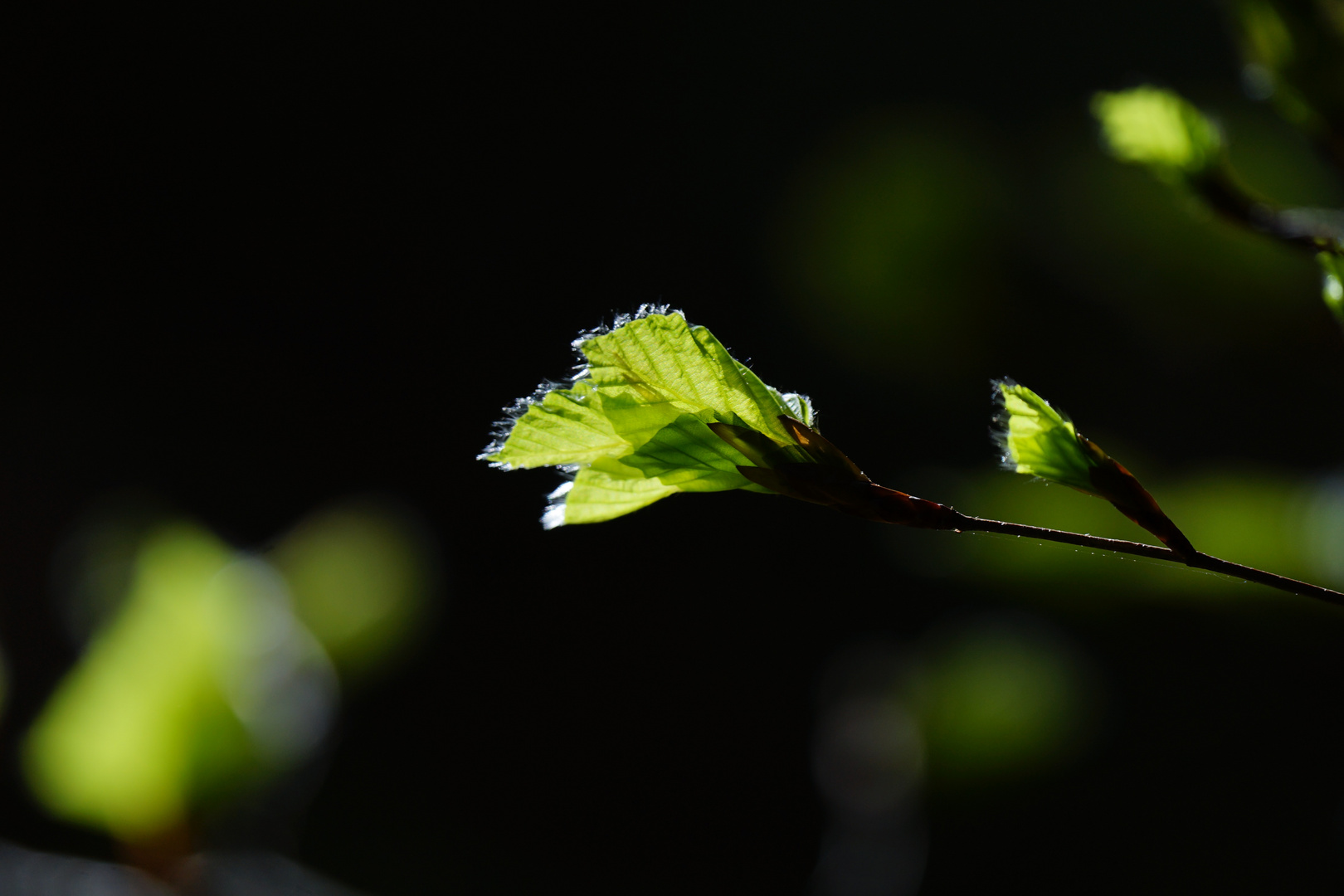 Buchenaustrieb im Bergwald