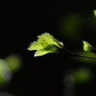 Buchenaustrieb im Bergwald