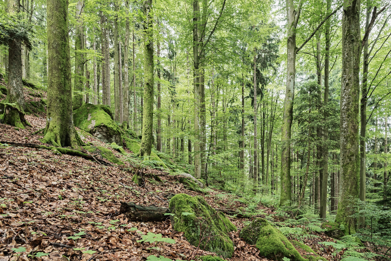 Buchenbergmischwald