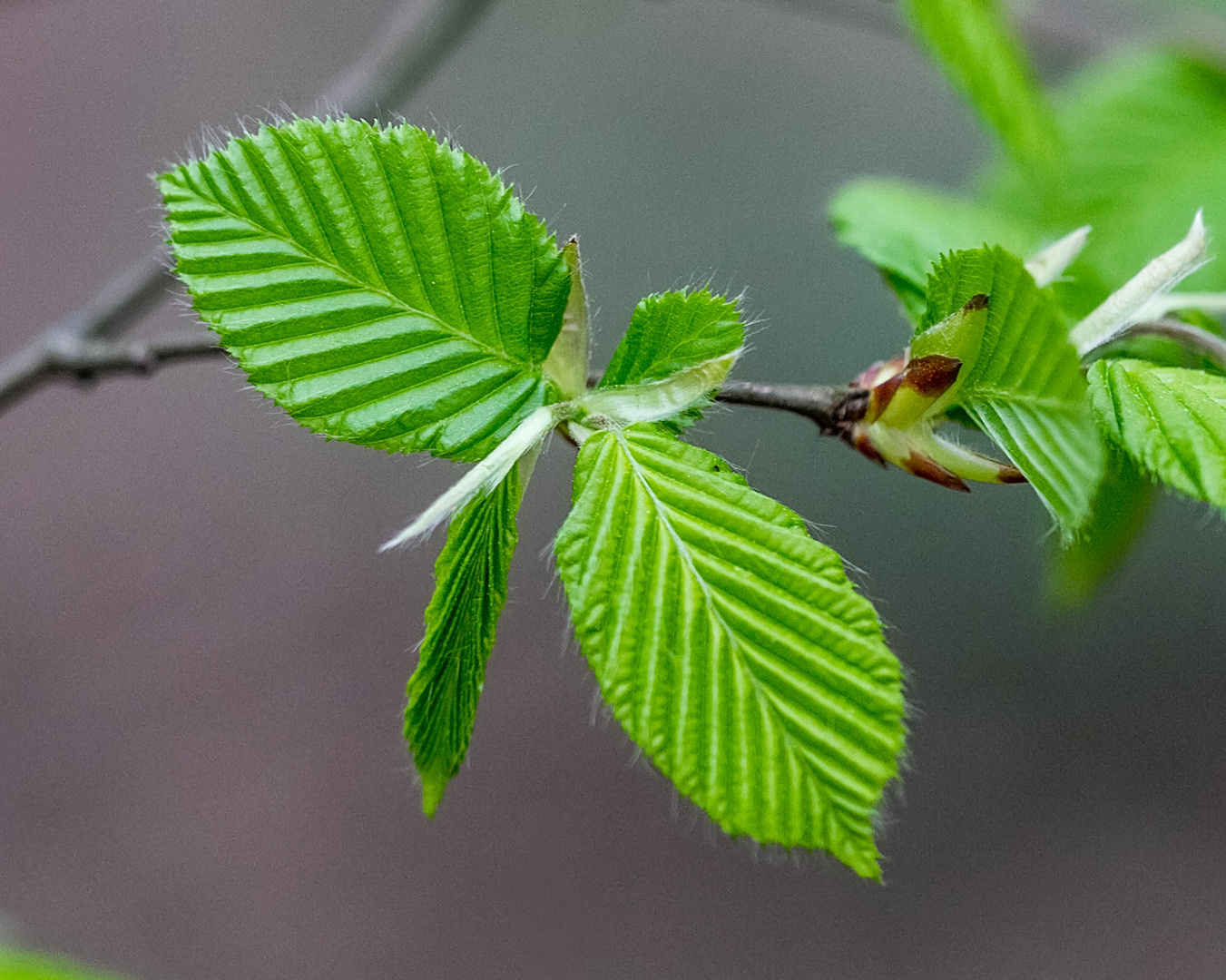 Buchenblätter Foto & Bild | pflanzen, pilze & flechten, bäume, blatt