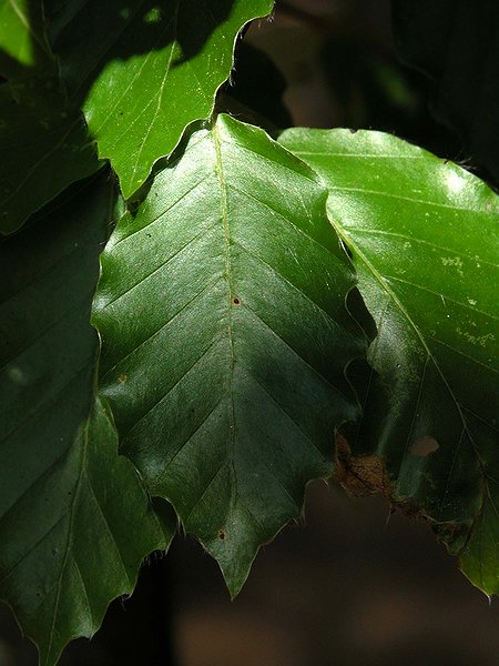 Buchenblätter