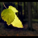 Buchenblätter im Abendlicht