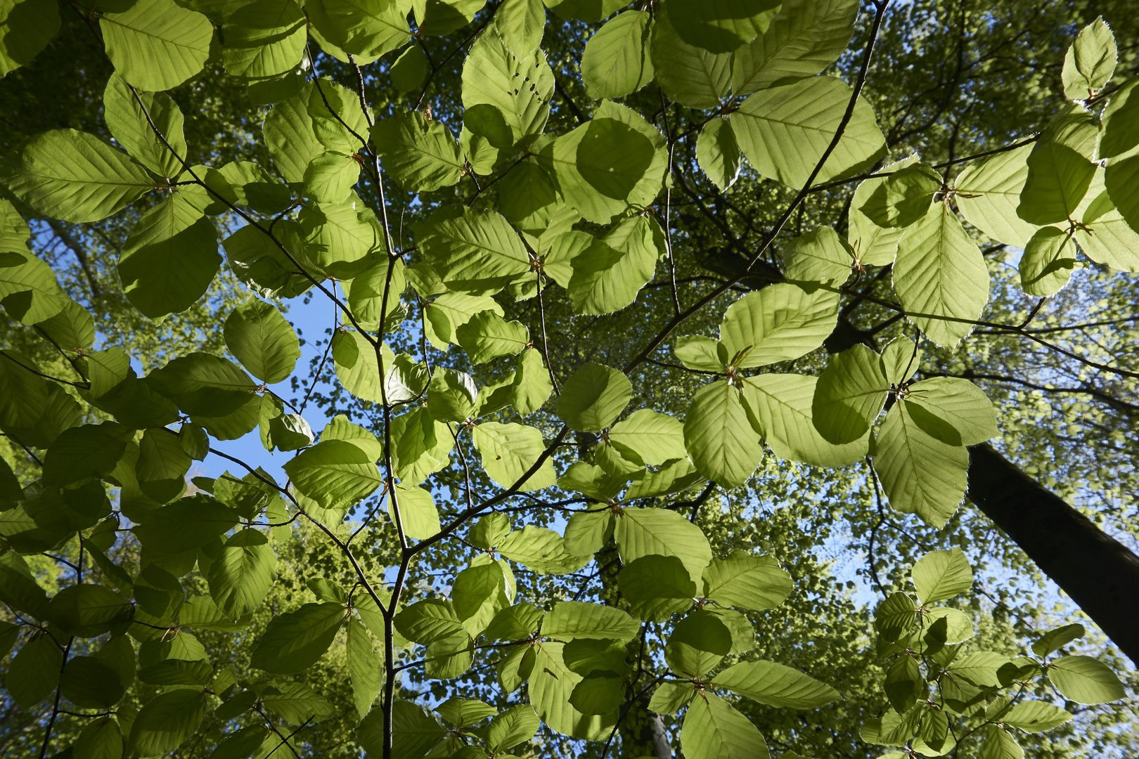 Buchenblätter im Frühling