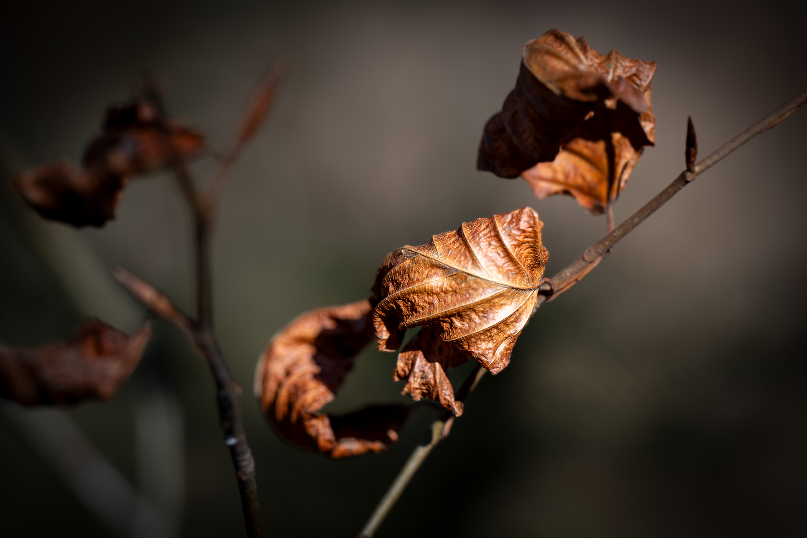 Buchenblätter im Herbst