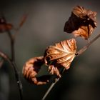 Buchenblätter im Herbst