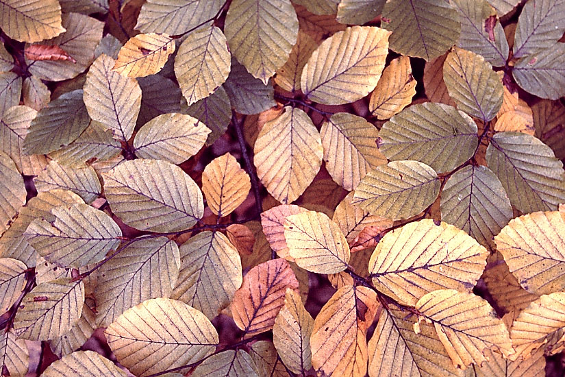 Buchenblätter im Herbst