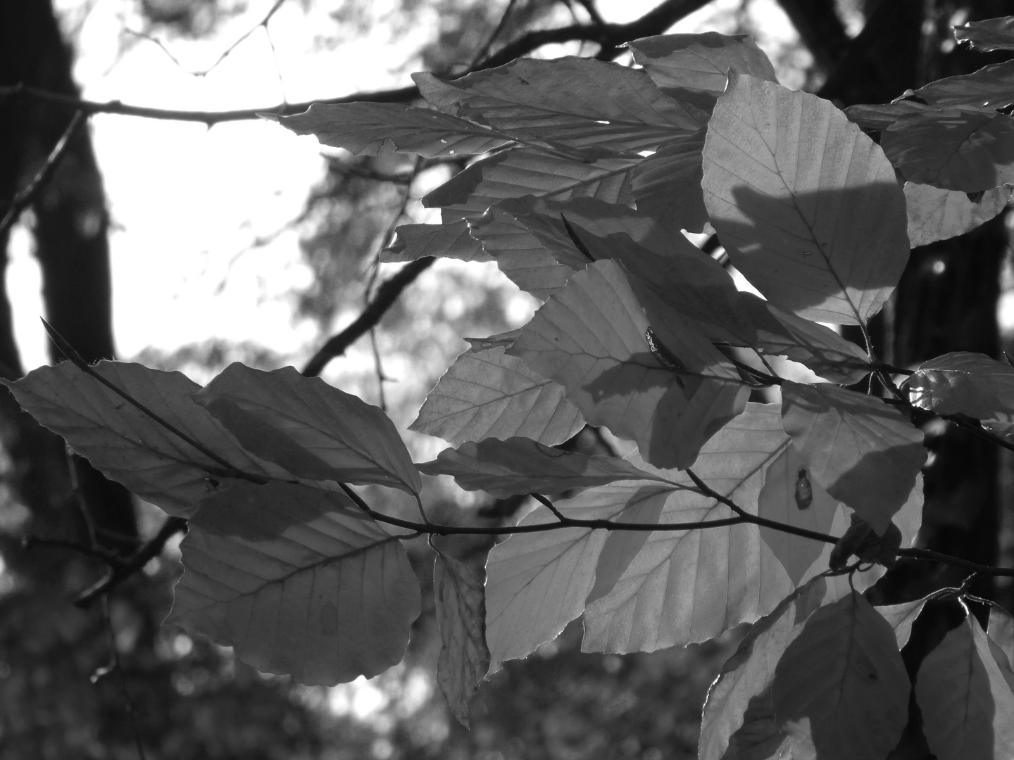 Buchenblätter im Sonnenlicht