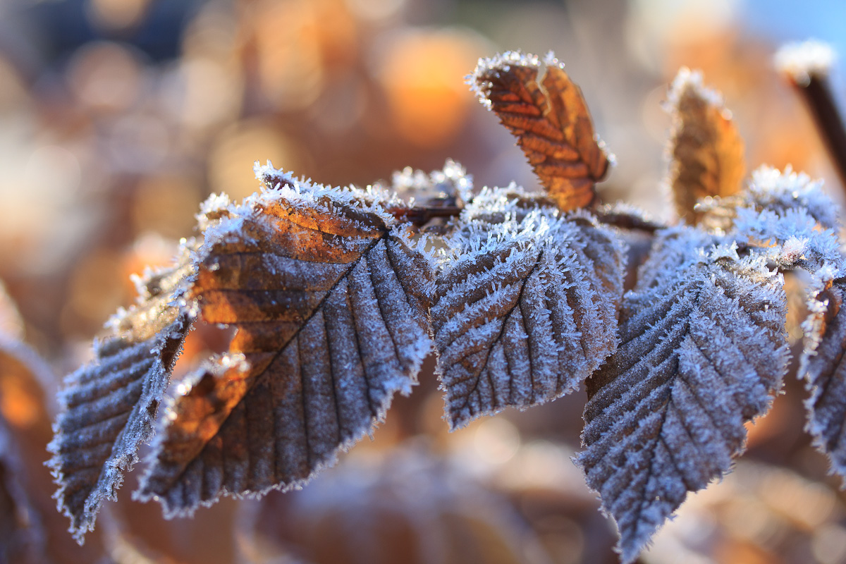 Buchenblätter im Winter