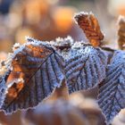 Buchenblätter im Winter