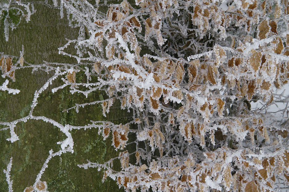 Buchenblätter im Winterkleid