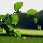 Buchenblätter in der Abendsonne