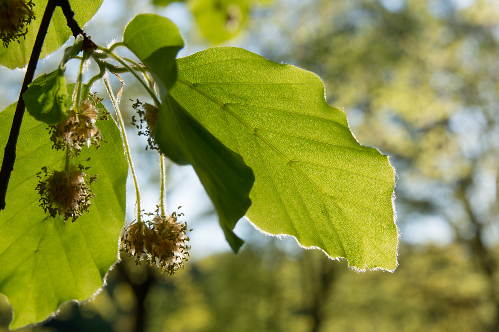 Buchenblätter mit Blüte