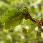 Buchenblätter mit Fruchtstand